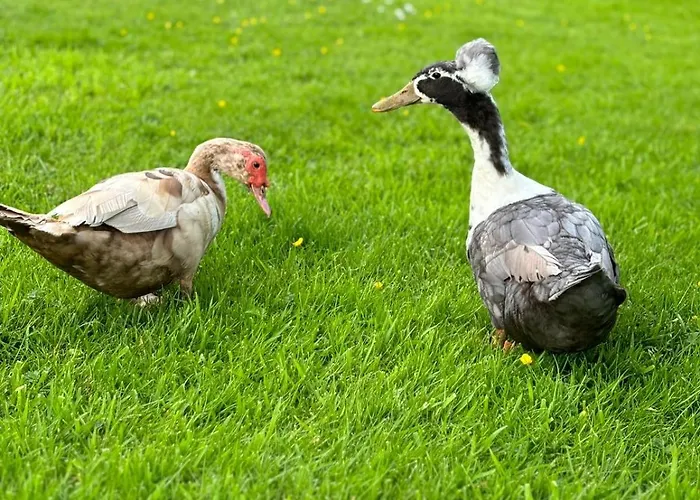 Le Clos Des Bansions *