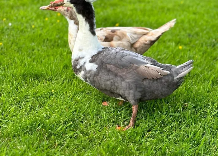 Le Clos Des Bansions